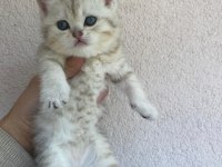 British shorthair