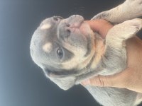 İzmirden newshade taşıyıcı french bulldog yavrularımız