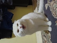 SCOTTİSH FOLD 2 YAŞINDA KEDİMİZ
