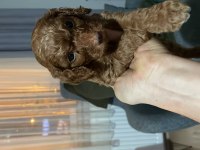 2 aylık dişi ve erkek poodle yavrularımız