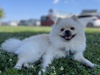 Oyuncu Eğitimli Bir pomeranian