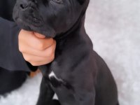 A SCR KIF FCI BELGELİ CANE CORSO YAVRULAR