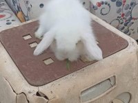 Hollanda Teddy Lop tavşan yavruları