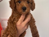 Toy Poodle Dişi 3.5 Aylık