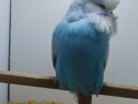 Show jumbo muhabbet kuşlar