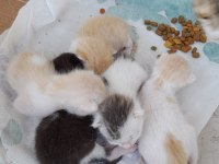KEDİM VE MİNİK YAVRULARI