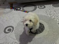 Bebek Maltipoo
