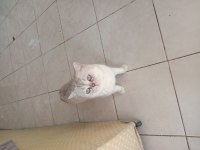 British shorthair blue point