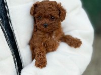 Bakanlık Onaylı Çiftlikten Toy Ve Teacup Poodle Yavruları