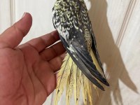 65 GÜNLÜK FULL EVCİL KUSURSUZ BEBEK SULTAN