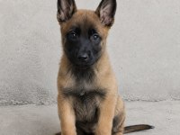 Üst Düzey Belçika Malinois Yavruları