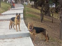 10 Aylık Alman Çoban Köeği