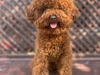 Tüy Dökmeyen Sağlık Irk Kalite Garantili Poodle Yavrularımız