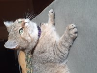 Uysal ve sessiz british shorthair
