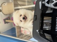 POMERANİAN BOO SURATLI BEBEKLER
