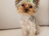 Teacup En Minik Boy Yorkshire Terrier