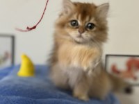 Ankaranın en Elit british shorthair ve longhair yavruları