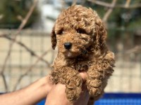 Poodle yavrularımız