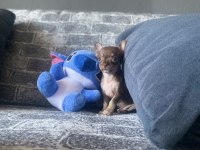 Kg Garantili Teacup Chihuahua Dişi