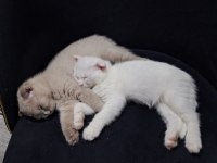 Scottish Fold Ve British Shorthair Yavru Beyaz Ve Lilac