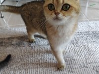 golden british shorthair kısır kedi ücretsiz