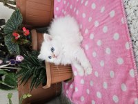 British longhair yavrular