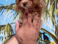 Minyatür Maltipoo bebekler