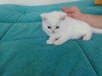 British Shorthair Yavrular