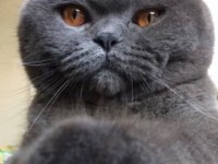 British longhair çiftleştirme