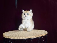 Dişi ve erkek british shorthair bebeklerim