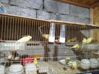 Kayseri Harz Roller Kanarya