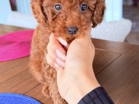 Sağlıklı 3 Aylık Toy Poodle