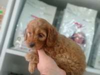 2,5 AYLIK ERKEK COCKAPOO