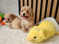 Maltipoo Yavrularımız