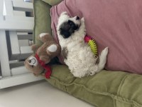 ALERJİM SEBEBİYLE MİNİK BEBEK KÖPEĞİMİZ YUVA ARIYOR ACİL