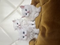 TESLİME HAZIR SCOTTİSH VE BRİTİSH YAVRULAR