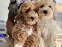 Aşılı pasaportlu wc eğitimli maltipoo yavrularımız