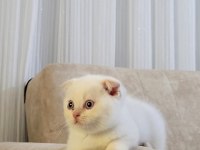 Scottish bebeğimiz ilanda