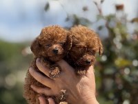 AŞILI ÇİŞ EĞİTİMLİ TEACUP TOY POODLE 