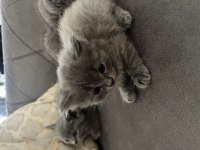 British longhair yavrular