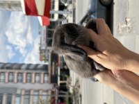 CÜCE LOP HOLLAND BEBEKLER HAZIR