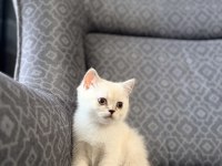 Erkek yavru kedim yeni ailesini arıyor