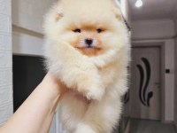 Pomeranian Boo Beneklerimiz