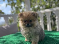 3 aylık pomeranian bebekler