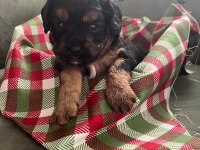 Safkan Cavapoo Yavrular