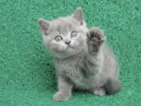 Erkek British Shorthair