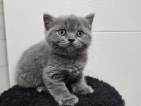 Scottish fold straight 55 günlük yavrular
