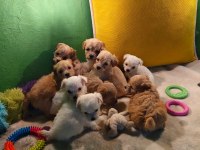 Maltipoo Miniklerim