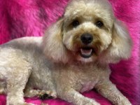 2 kardeş poodle sahiplendirme