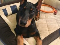 3 AYLIK ESTETİKLİ VE 3 KARMA AŞILARI TAMAMLANMIŞ DOBERMAN